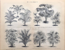 Старинная гравюра «Пальмы и их виды», бумага, Брокгауз и Ефрон​, Санкт-Петербург, 1890-е