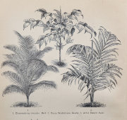 Старинная гравюра «Пальмы и их виды», бумага, Брокгауз и Ефрон​, Санкт-Петербург, 1890-е