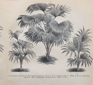 Старинная гравюра «Пальмы и их виды», бумага, Брокгауз и Ефрон​, Санкт-Петербург, 1890-е