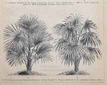 Старинная гравюра «Пальмы и их виды», бумага, Брокгауз и Ефрон​, Санкт-Петербург, 1890-е