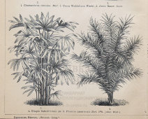 Старинная гравюра «Пальмы и их виды», бумага, Брокгауз и Ефрон​, Санкт-Петербург, 1890-е