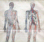 Старинная цветная медицинская гравюра-литография «Кровеносные сосуды человека», Россия, к. 19, н. 20 в.
