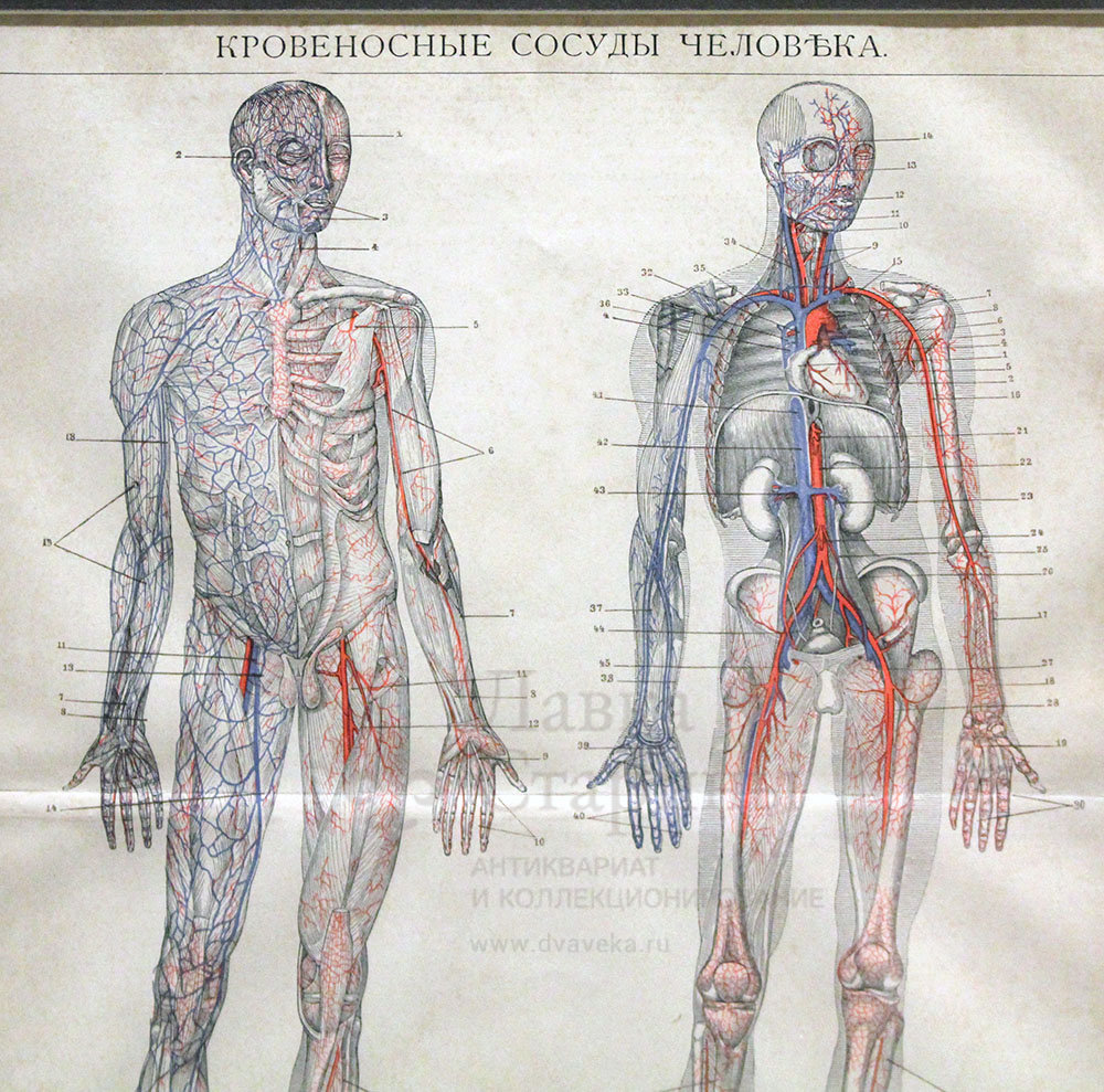 Таблица сосудов человека. Выставка кровеносные сосуды. Кровеносные сосуды человека экспонат. Завещал тело науке кровеносная система.