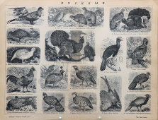 Старинная гравюра «Куриные: 18 видов птиц», бумага, Брокгауз и Ефрон​, Санкт-Петербург, кон. 19, нач. 20 вв.