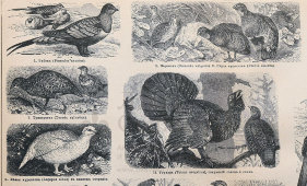 Старинная гравюра «Куриные: 18 видов птиц», бумага, Брокгауз и Ефрон​, Санкт-Петербург, кон. 19, нач. 20 вв.