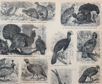 Старинная гравюра «Куриные: 18 видов птиц», бумага, Брокгауз и Ефрон​, Санкт-Петербург, кон. 19, нач. 20 вв.