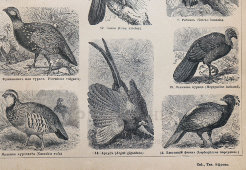 Старинная гравюра «Куриные: 18 видов птиц», бумага, Брокгауз и Ефрон​, Санкт-Петербург, кон. 19, нач. 20 вв.