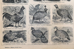 Старинная гравюра «Куриные: 18 видов птиц», бумага, Брокгауз и Ефрон​, Санкт-Петербург, кон. 19, нач. 20 вв.