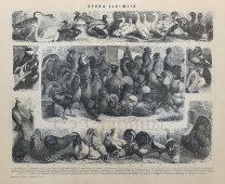 Старинная гравюра «Домашние птицы», бумага, Брокгауз и Ефрон​, Санкт-Петербург, кон. 19, нач. 20 вв.