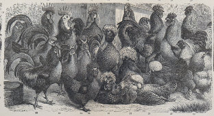Старинная гравюра «Домашние птицы», бумага, Брокгауз и Ефрон​, Санкт-Петербург, кон. 19, нач. 20 вв.