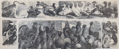 Старинная гравюра «Домашние птицы», бумага, Брокгауз и Ефрон​, Санкт-Петербург, кон. 19, нач. 20 вв.
