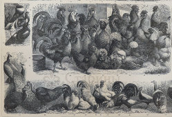 Старинная гравюра «Домашние птицы», бумага, Брокгауз и Ефрон​, Санкт-Петербург, кон. 19, нач. 20 вв.