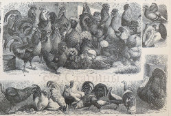 Старинная гравюра «Домашние птицы», бумага, Брокгауз и Ефрон​, Санкт-Петербург, кон. 19, нач. 20 вв.