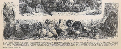 Старинная гравюра «Домашние птицы», бумага, Брокгауз и Ефрон​, Санкт-Петербург, кон. 19, нач. 20 вв.