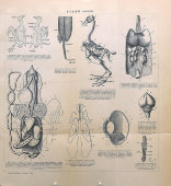 Старинная гравюра «Анатомия птицы», бумага, Брокгауз и Ефрон​, Санкт-Петербург, 1890-е