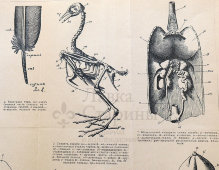 Старинная гравюра «Анатомия птицы», бумага, Брокгауз и Ефрон​, Санкт-Петербург, 1890-е
