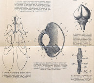 Старинная гравюра «Анатомия птицы», бумага, Брокгауз и Ефрон​, Санкт-Петербург, 1890-е