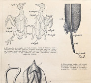 Старинная гравюра «Анатомия птицы», бумага, Брокгауз и Ефрон​, Санкт-Петербург, 1890-е