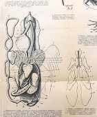 Старинная гравюра «Анатомия птицы», бумага, Брокгауз и Ефрон​, Санкт-Петербург, 1890-е