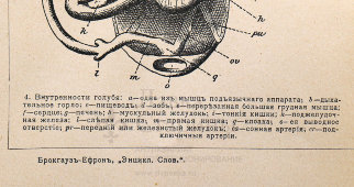Старинная гравюра «Анатомия птицы», бумага, Брокгауз и Ефрон​, Санкт-Петербург, 1890-е