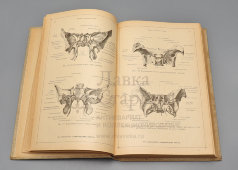 Старинная книга «Анатомический атлас для студентов и врачей», 11-е издание, автор Карл Тольдт, изд-во «Врач», Берлин, 1921 г.