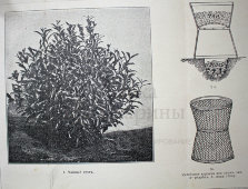 Старинная гравюра «Чай»