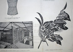 Старинная гравюра «Чай»