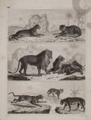 Комплект гравюр «Животные», Европа, 19 век, бумага