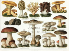 Старинная цветная гравюра в раме «Съедобные грибы», Россия, н. 20 в.