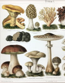Старинная цветная гравюра в раме «Съедобные грибы», Россия, н. 20 в.