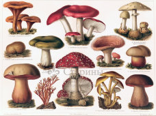 Старинная цветная гравюра в раме «Ядовитые грибы», Россия, н. 20 в.