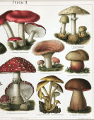 Старинная цветная гравюра в раме «Ядовитые грибы», Россия, н. 20 в.