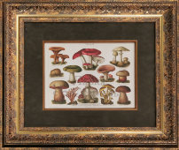 Старинная цветная гравюра в раме «Ядовитые грибы», Россия, н. 20 в.