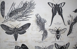 Старинная гравюра «Бабочки I», Большая энциклопедия, Россия, к. 19, н. 20 вв.