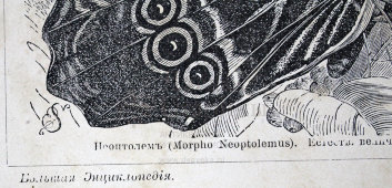 Старинная гравюра «Бабочки I», Большая энциклопедия, Россия, к. 19, н. 20 вв.