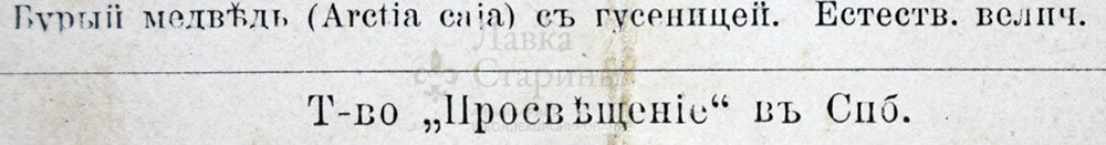 Старинная гравюра «Бабочки I», Большая энциклопедия, Россия, к. 19, н. 20 вв.