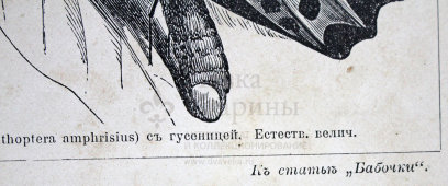 Старинная гравюра «Бабочки I», Большая энциклопедия, Россия, к. 19, н. 20 вв.