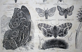 Старинная гравюра «Бабочки I», Большая энциклопедия, Россия, к. 19, н. 20 вв.