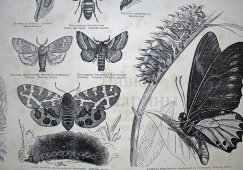 Старинная гравюра «Бабочки I», Большая энциклопедия, Россия, к. 19, н. 20 вв.