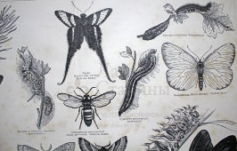 Старинная гравюра «Бабочки I», Большая энциклопедия, Россия, к. 19, н. 20 вв.